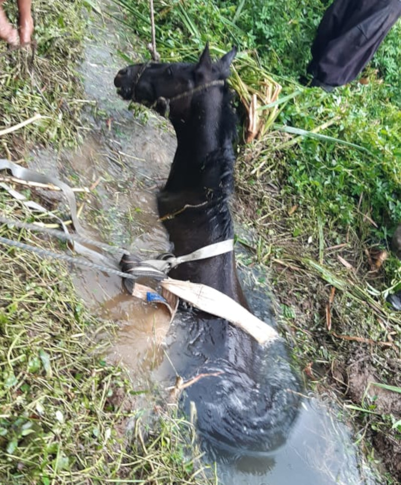 Cavalo ficou atolado em um riacho | Foto: Bombeiros/Divulgação