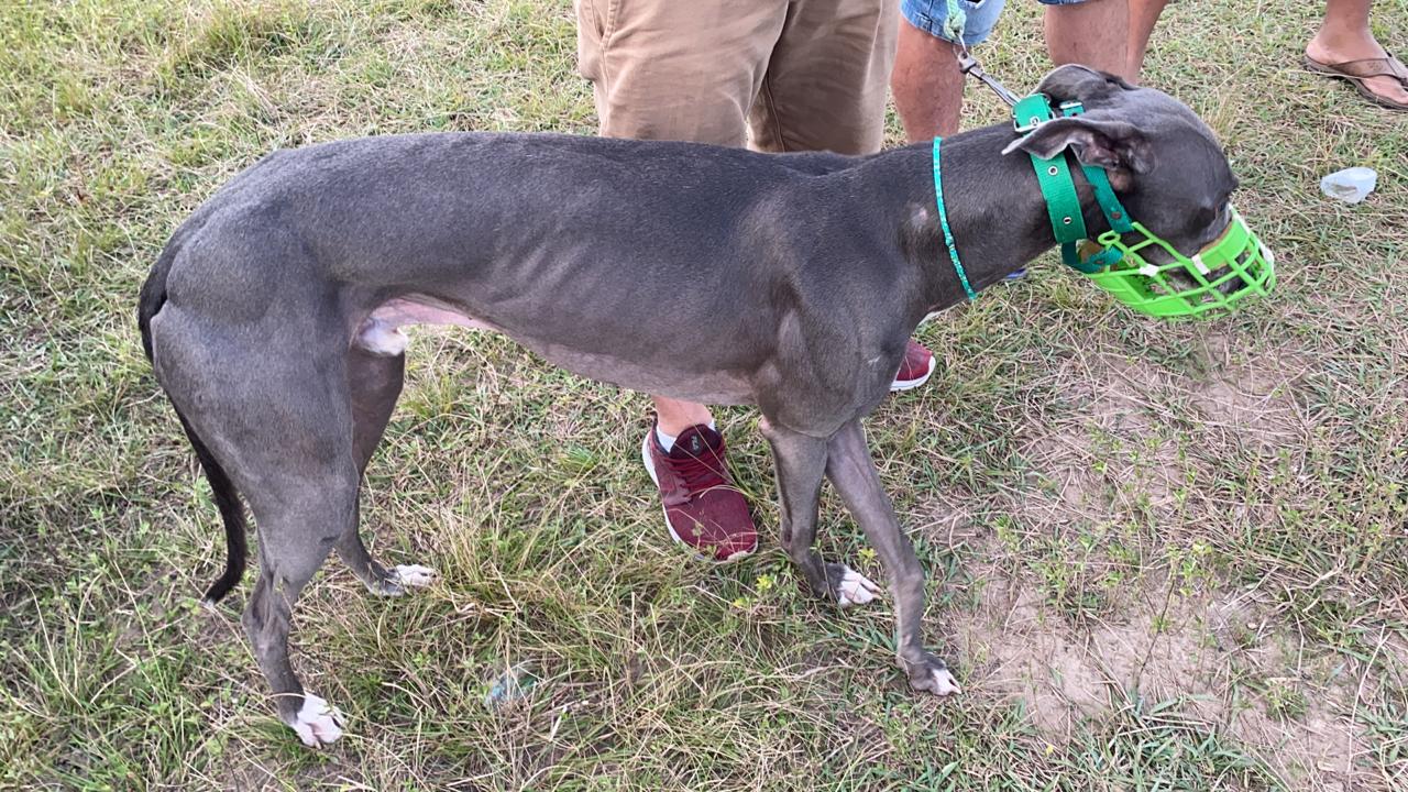 Ação flagra corrida clandestina de cães e prisões são efetuadas por maus-tratos em Araranguá