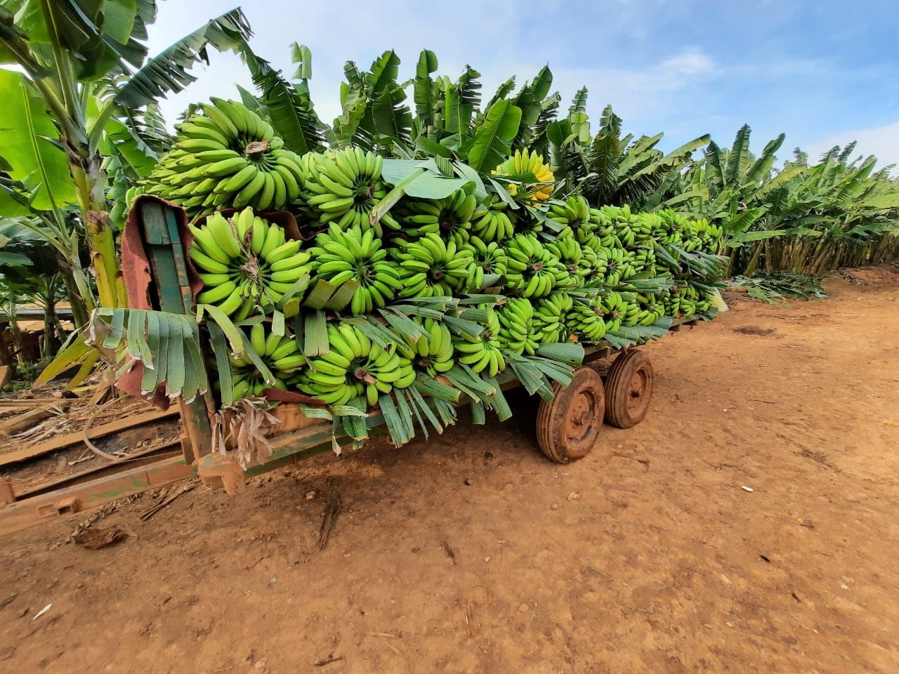 Agropecuária Familiar de Criciúma é destaque na produção de grãos, banana e tilápia