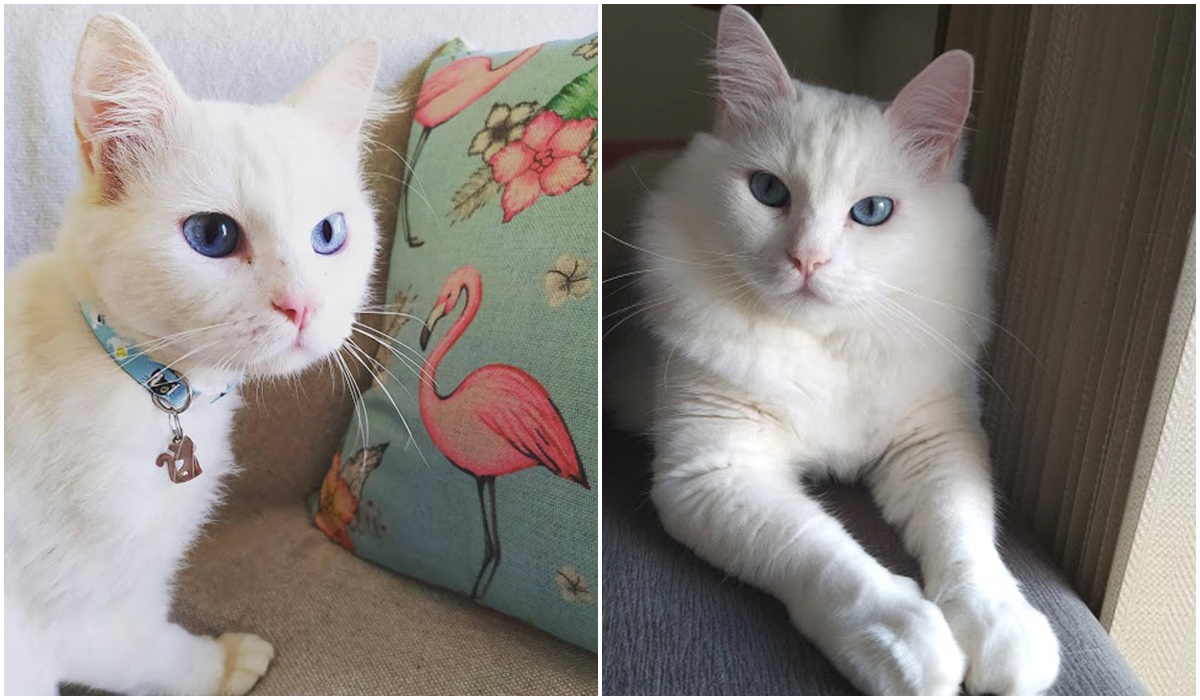 Gato branco de olhos azuis