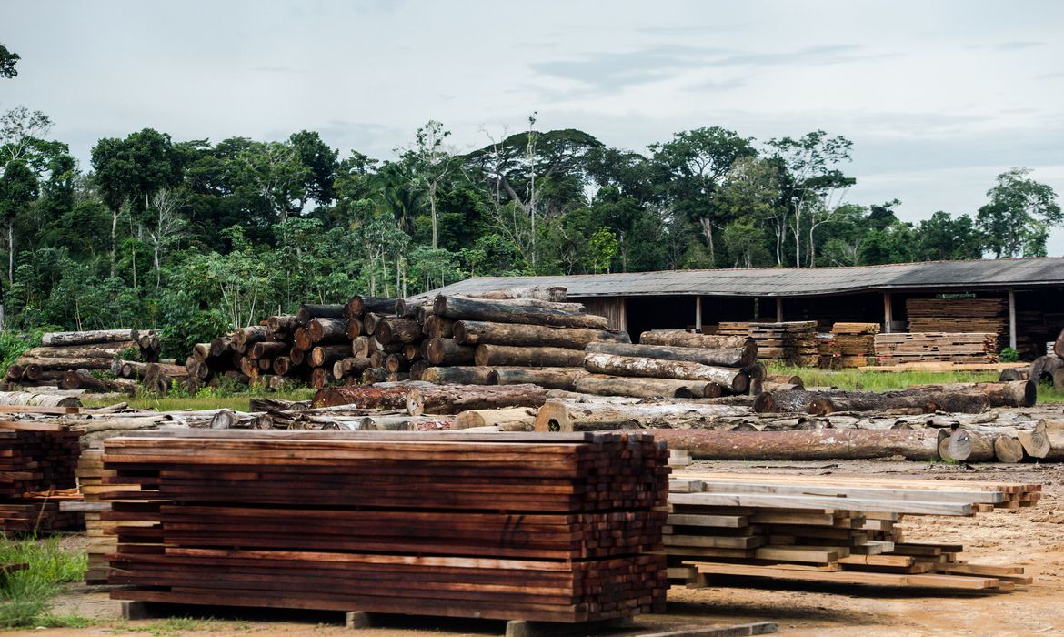 Colniza, MT, Brasil: Toras de madeira em pátio de serraria próximas ao município de Colniza, noroeste do Mato Grosso.  (Foto: Marcelo Camargo/Agência Brasil)