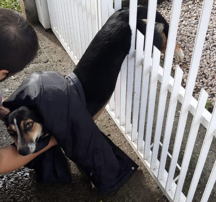 Bombeiros de Criciúma resgatam cão que teve o abdômen perfurado em grade de ferro