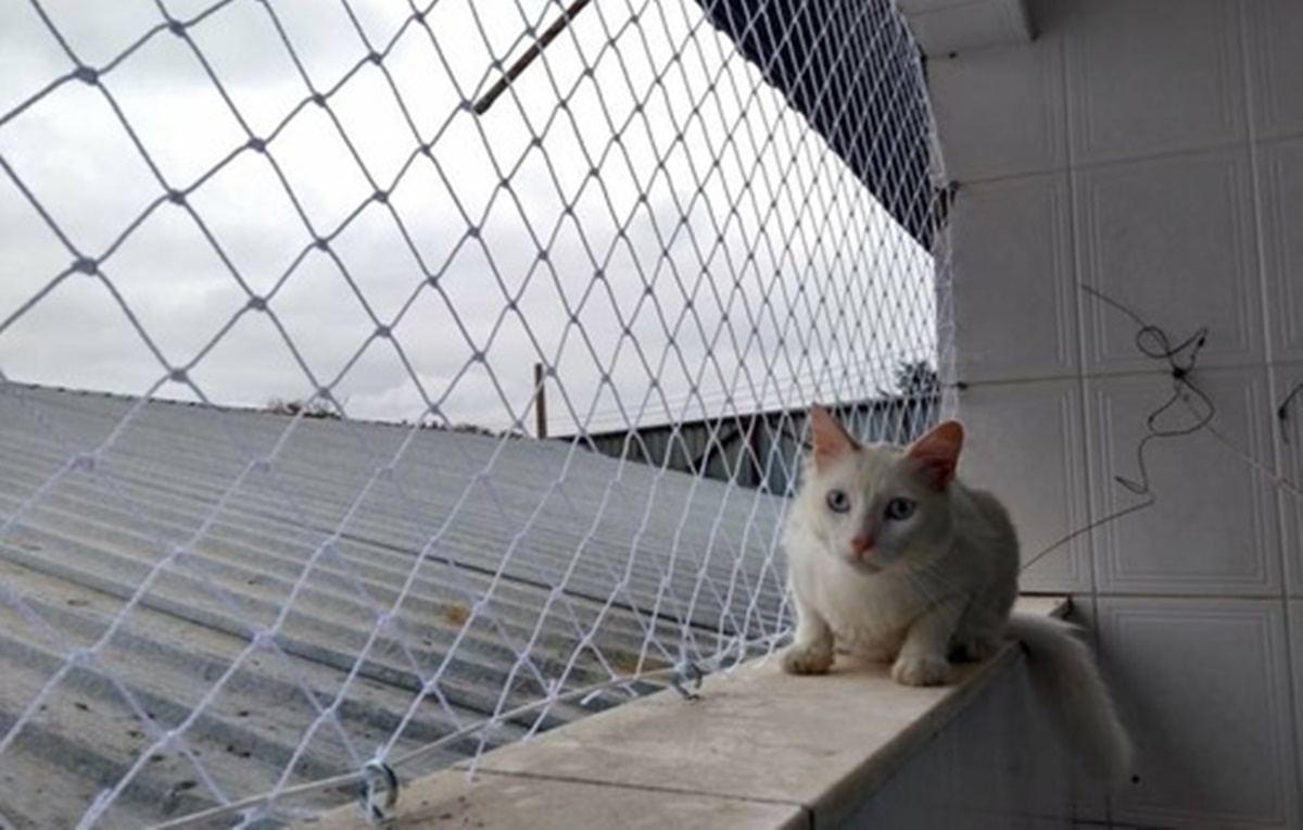 Gato em frente à rede de proteção