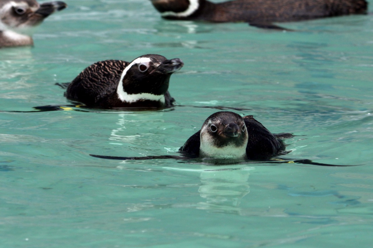 Pinguins em fase de treino de nado e impermeabilização das penas | Foto R3 Animal