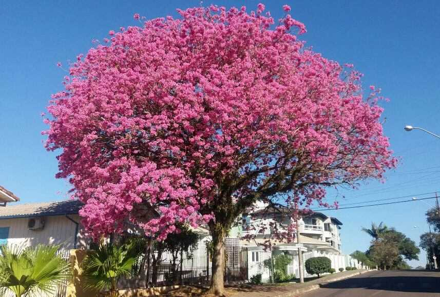 Famcri tem programação especial para comemorar o Dia da Árvore em Criciúma