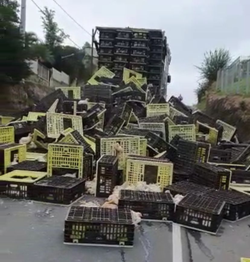 Vídeo: caminhão com carga viva de frangos tomba em rua conhecida por acidentes recentes em Criciúma