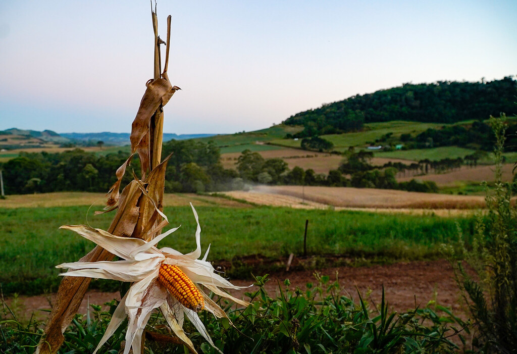 Estiagem em Santa Catarina podem acarretar perdas de em média 43% na safra do milho e de cerca de 30% na de soja | Foto Divulgação/Secom