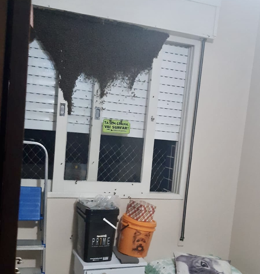 Enxameamento: Abelhas invadem apartamentos em Criciúma; entenda o fenômeno