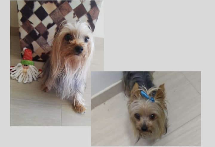 Procura-se cãozinho Thor, desaparecido desde semana passada em Criciúma