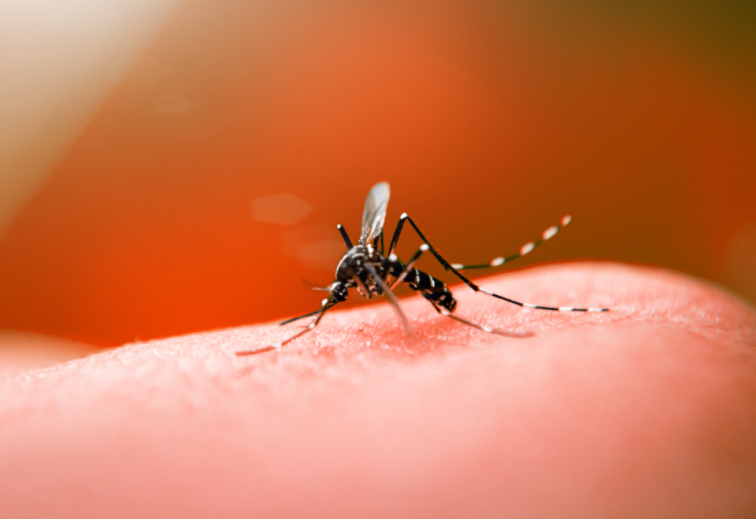 Após casos autóctones de dengue em SC, SES alerta população sobre os principais sintomas da doença