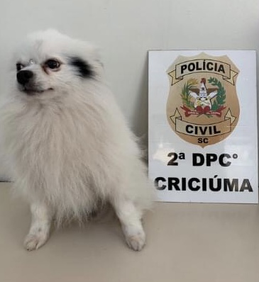 Cão da raça Spitz Alemão furtado no ano passado é recuperado pela Polícia Civil