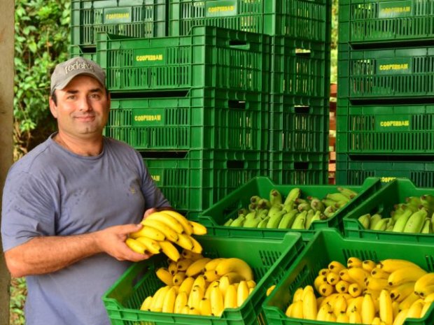 Produção de banana se recupera em SC e deve ser 50% maior que em 2021