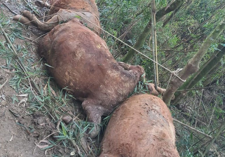 IMAGENS FORTES: Ladrões esquartejam gado ainda vivo para furtar carne em fazenda no Norte de SC