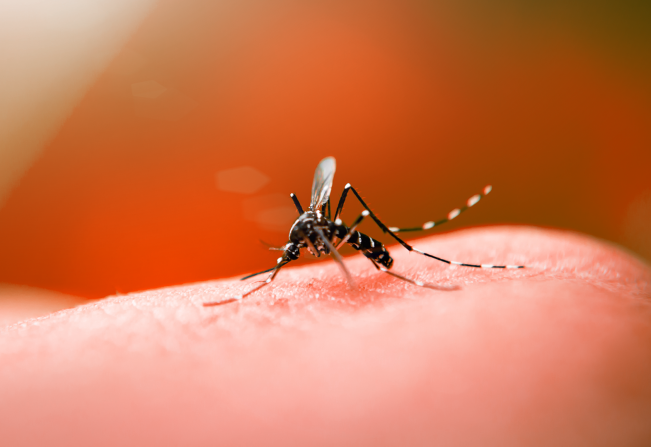 Secretaria da Saúde emite alerta sobre casos graves de dengue em SC