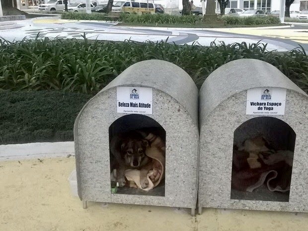 Justiça impede que prefeitura remova abrigos de cães na Praça Nereu Ramos