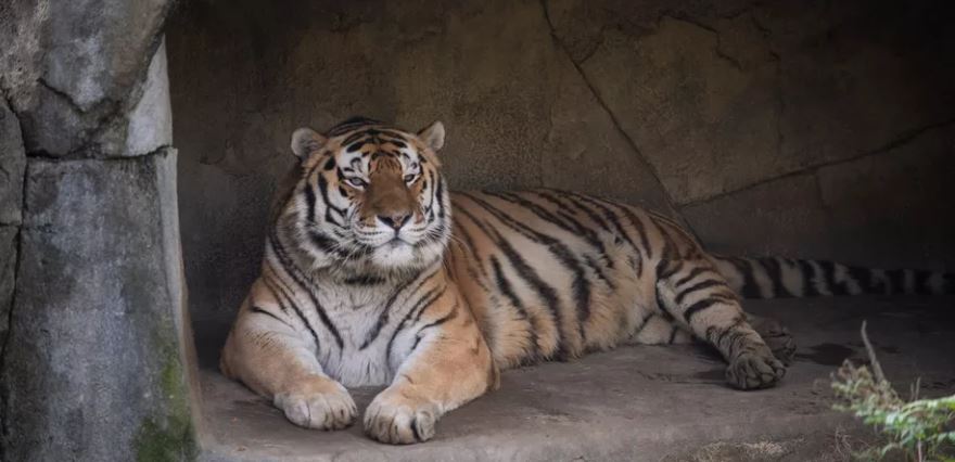 Tigre morre após ser diagnosticado com Covid-19 em zoológico dos EUA