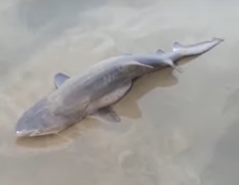 Tubarão é encontrado na orla da praia de Laguna