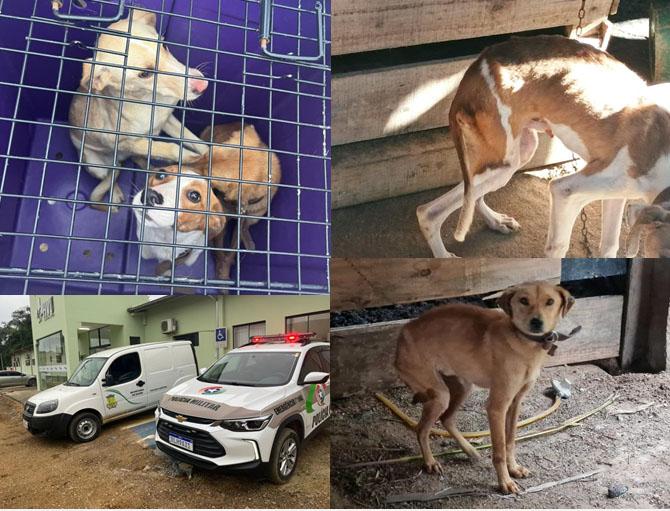 Vigilância Sanitária confirma denúncia de maus-tratos a cães