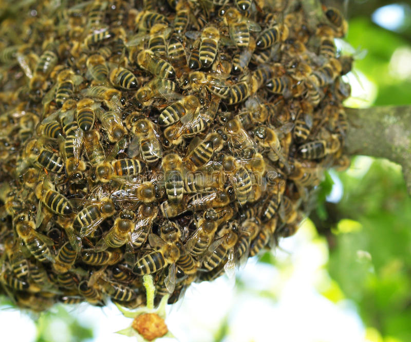 Homem sobrevive a ataque de abelhas em Forquilhinha