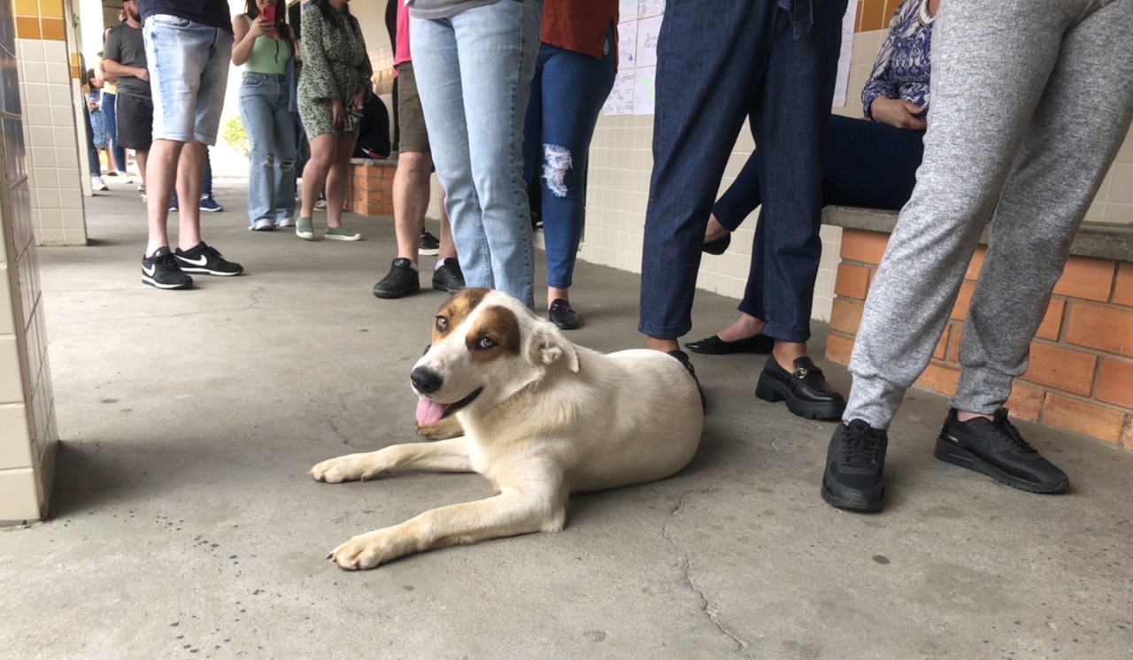 Eleições 2022: Cachorro “enfrenta fila de votação” e chama atenção em Nova Veneza