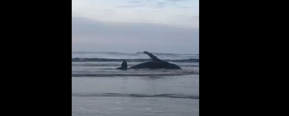Vídeo: Filhote de baleia encalha em praia de Jaguaruna; equipe de resgate está no local