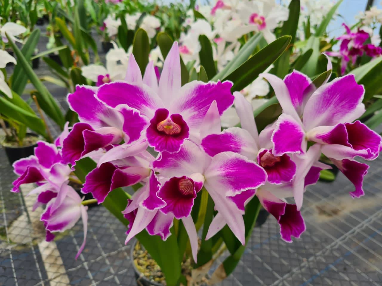 2ª Exposição de Orquídeas de Urussanga acontece em dezembro