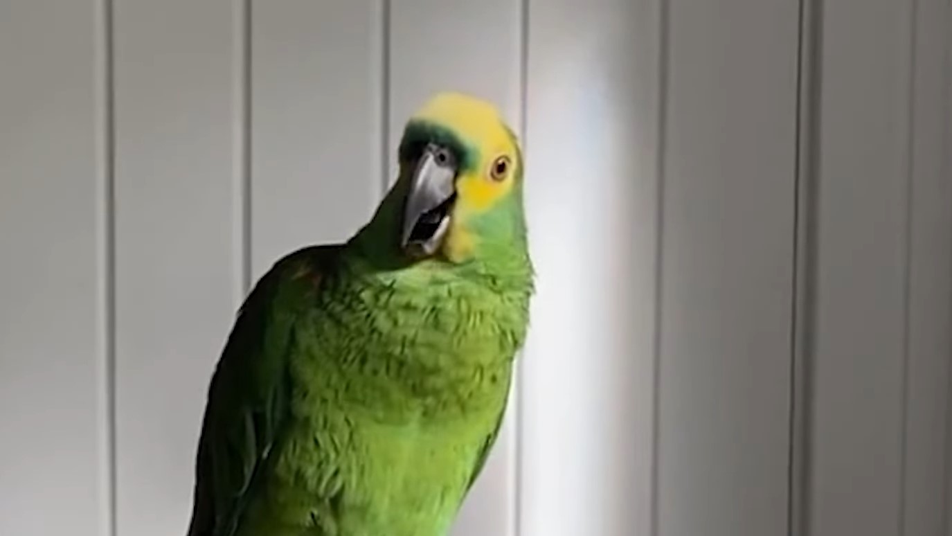 VÍDEO: Papagaio faz sucesso ao cantar ‘Queen’ e canção do Tiririca